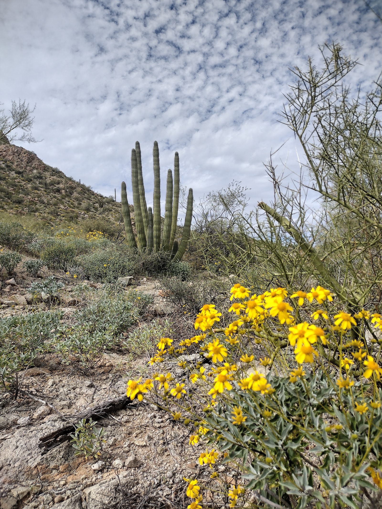 Getting there in Ajo, Arizona