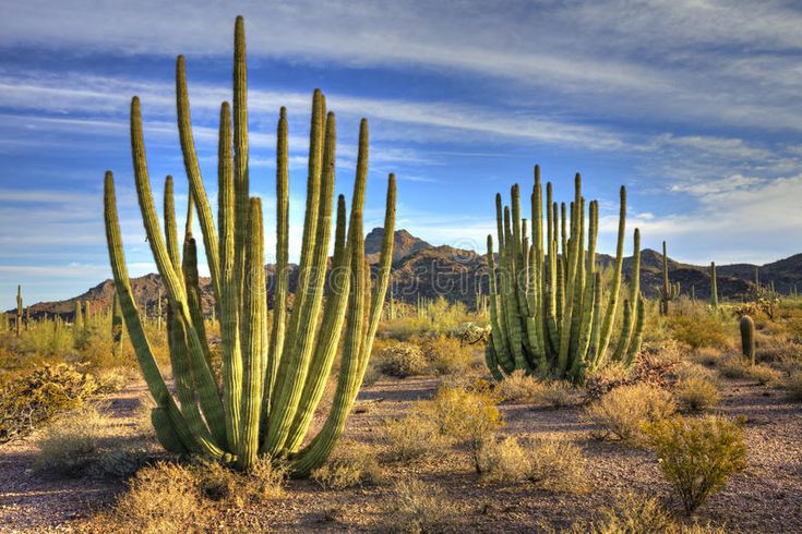 Organ Pipe Cactus National Monument near Ajo, Arizona