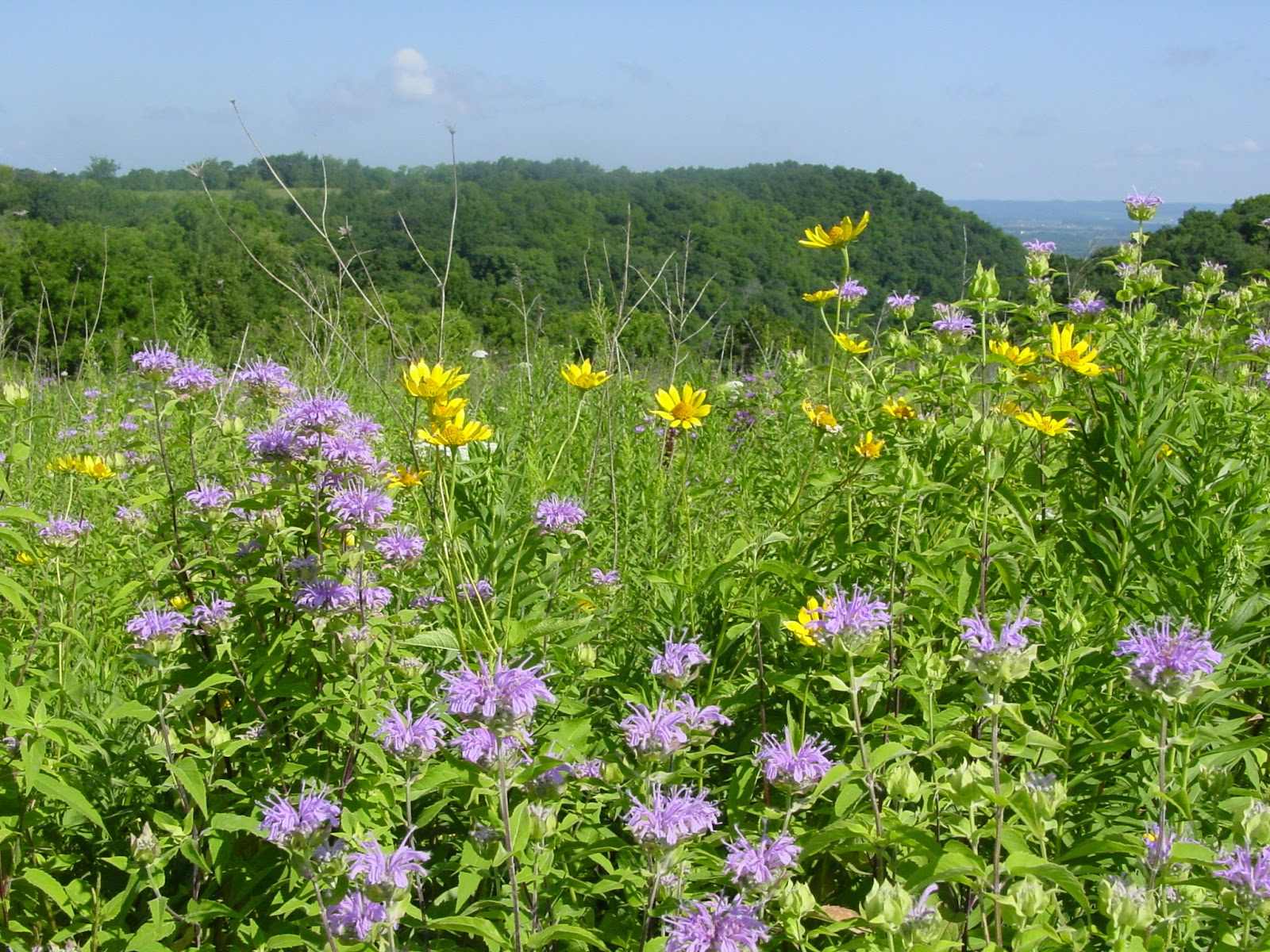 Great River Bluffs State Park near Winona, Minnesota