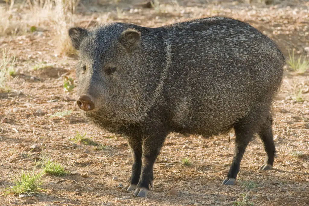 Javelina.webp
