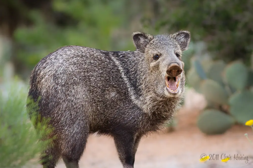 Javelina2.webp