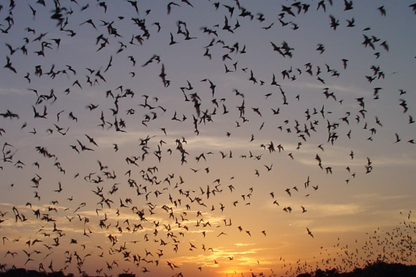 Bat Flight at Carlsbad Caverns