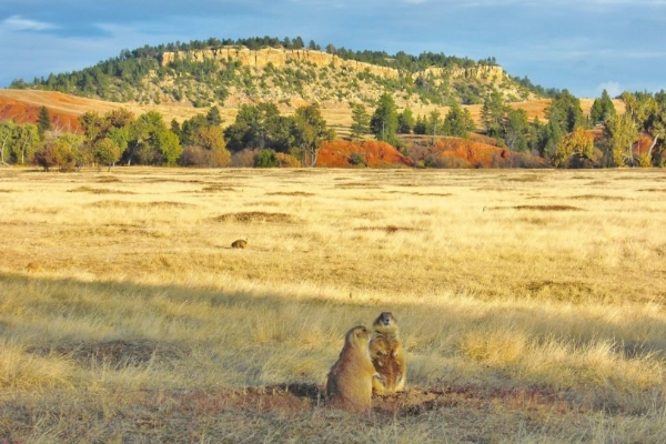 Prairie Dog Town at Devils Tower