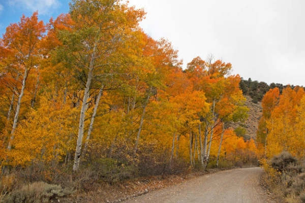 Scenic view from Success Loop Scenic Drive near Ely