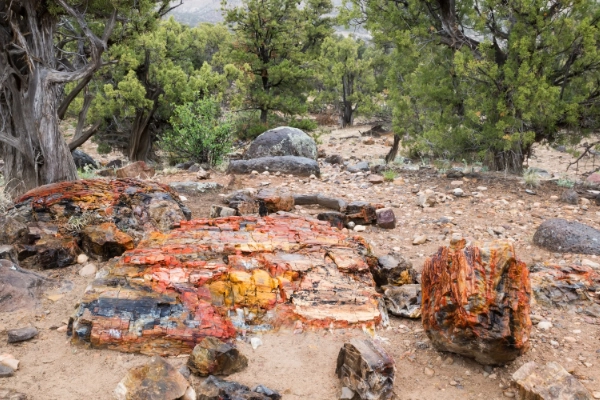 Escalante Petrified Forest State Park