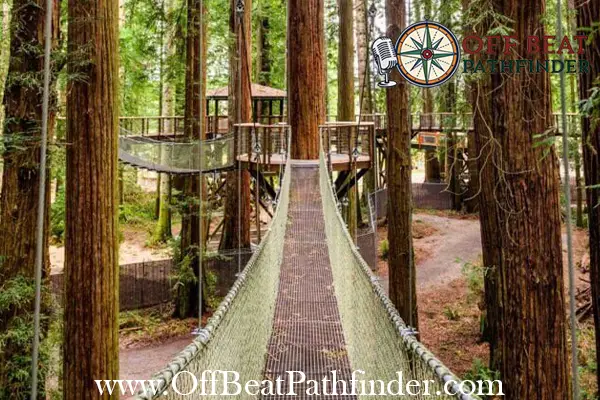 Redwood Sky Walk at Sequoia Park Zoo