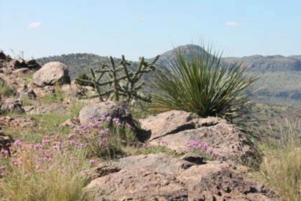 Chihuahuan Desert Nature Center near Fort Davis