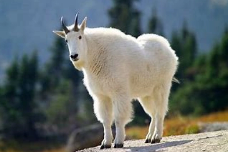 Explore Glacier National Park, Montana
