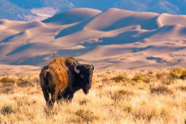 Zapata Ranch near Great Sand Dunes