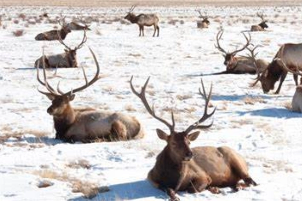 National Elk Refuge sleigh ride