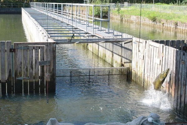 Marblemount Fish Hatchery