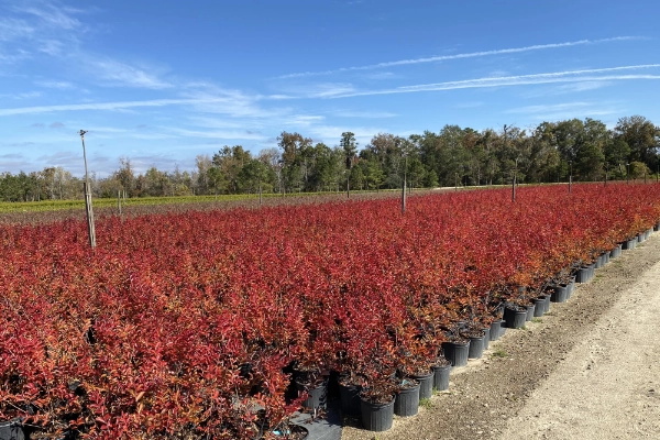 Simpson Nurseries & Arboretum