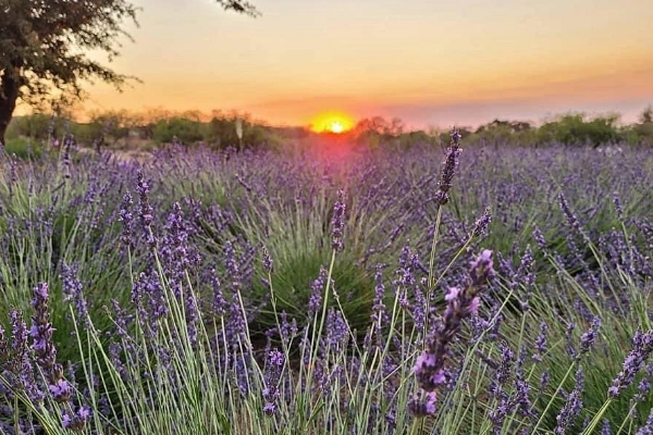 Life Under the Oaks Lavender Farm, Oracle