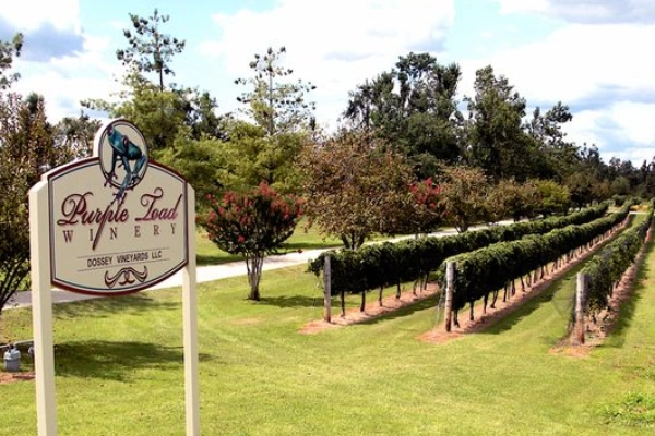 Purple Toad Winery, Paducah