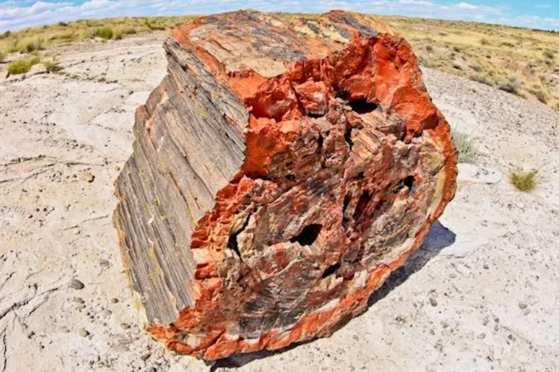 Explore Petrified Forest National Park, Arizona