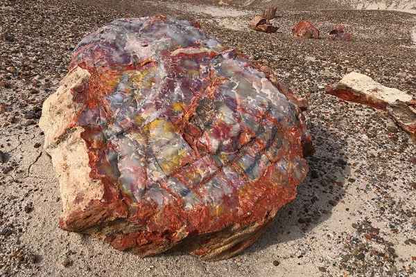 Crystal Forest, Petrified Forest National Park