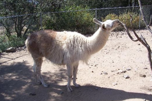 Heritage Park Zoological Sanctuary, Prescott