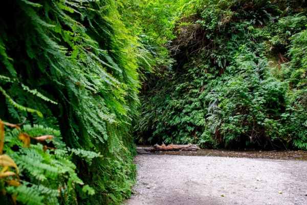 Fern Canyon, Prairie Creek Redwoods State Park