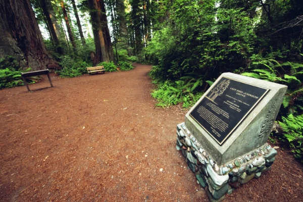 Lady Bird Johnson Grove Trail, Redwood National Park