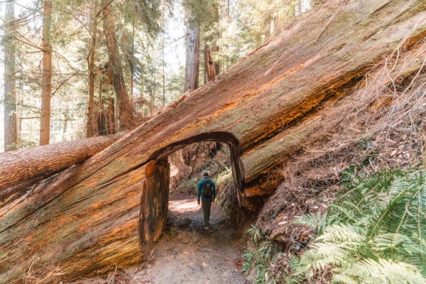 Tall Trees Grove, Redwood National Park