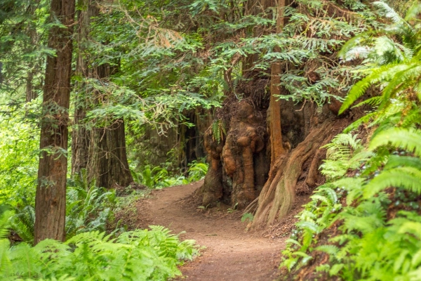 Trillium Falls Trail, Redwood National Park