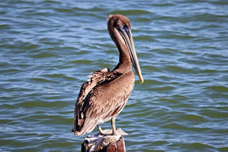 Explore Rockport, Texas