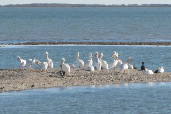 Aransas National Wildlife Refuge