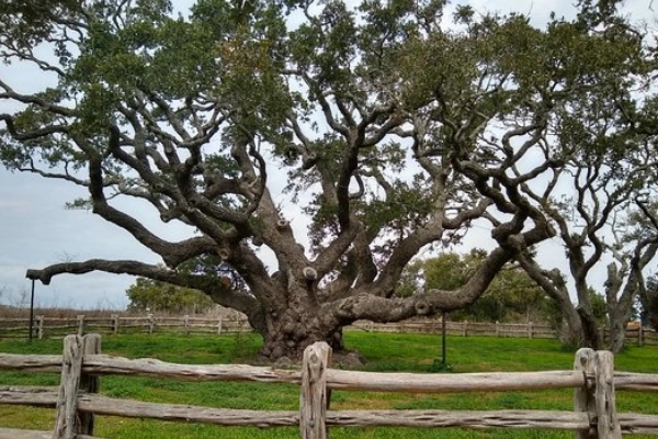 The Big Tree at Goose Island State Park