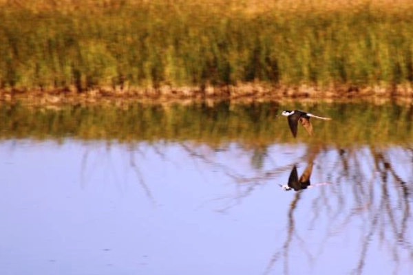 Bitter Lake National Wildlife Refuge