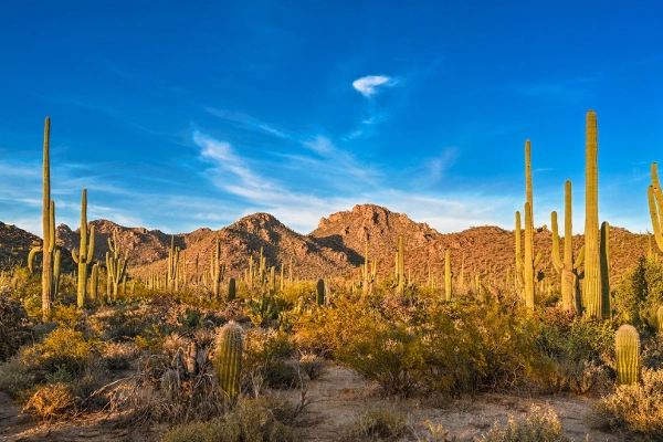 Bajada Loop Drive in Saguaro National Park West
