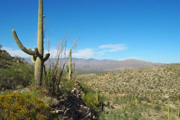 Cactus Forest Loop Drive in Saguaro National Park East