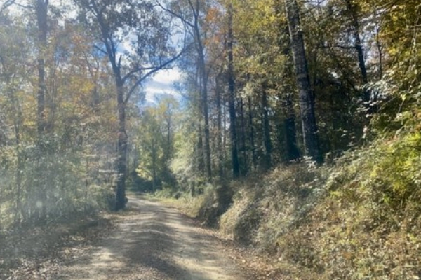 Camping in Tunica Hills Wildlife Management Area