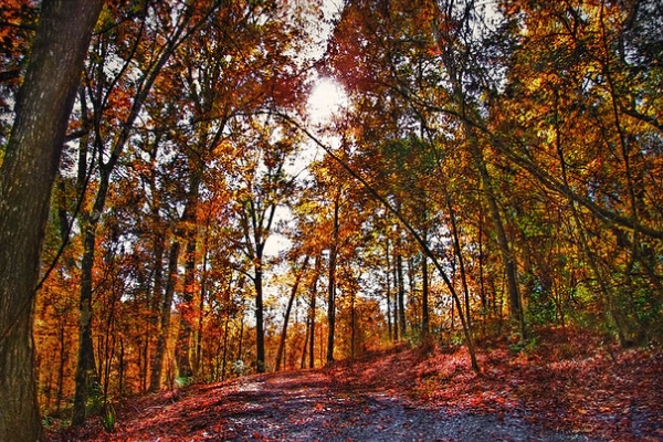Tunica Hills Wildlife Management Area