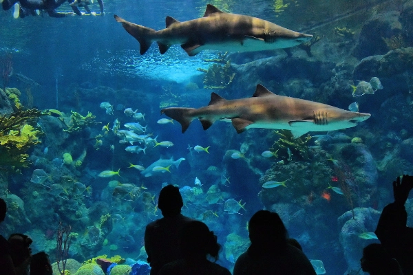 The Florida Aquarium, Tampa