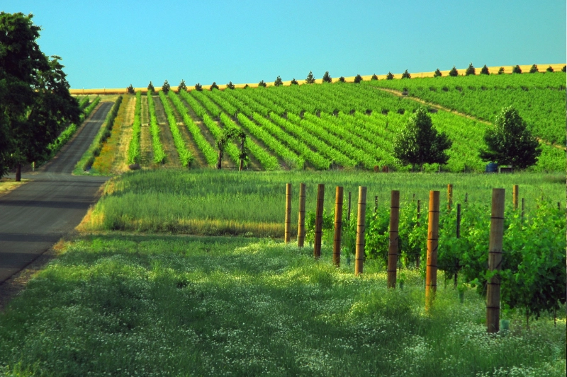 Explore Walla Walla, Washington