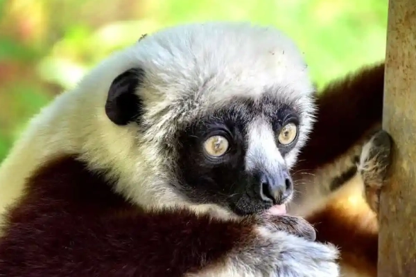 A lemur at the Duke Lemur Center