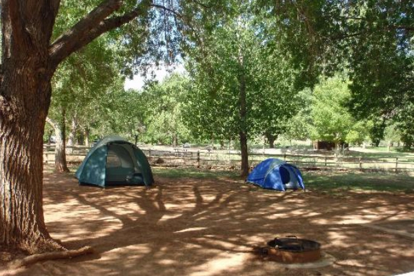 A shady campsite in the Fruita Campground with deer nearby
