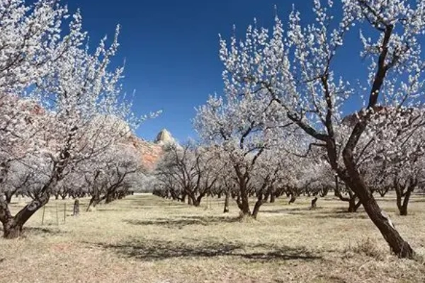 Lush green trees of the Fruita Orchards against a red rock cliff face