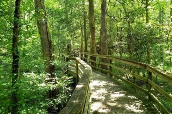 Colorful moss markers along the elevated wooden boardwalk