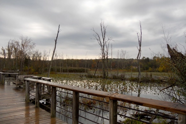 The boardwalk winding through Beaver Marsh