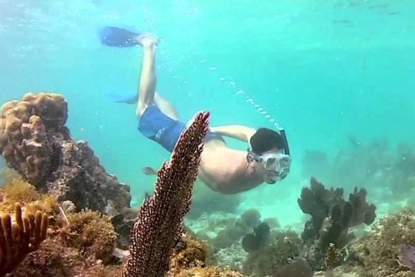 A snorkeler swimming over a vibrant coral reef in clear water