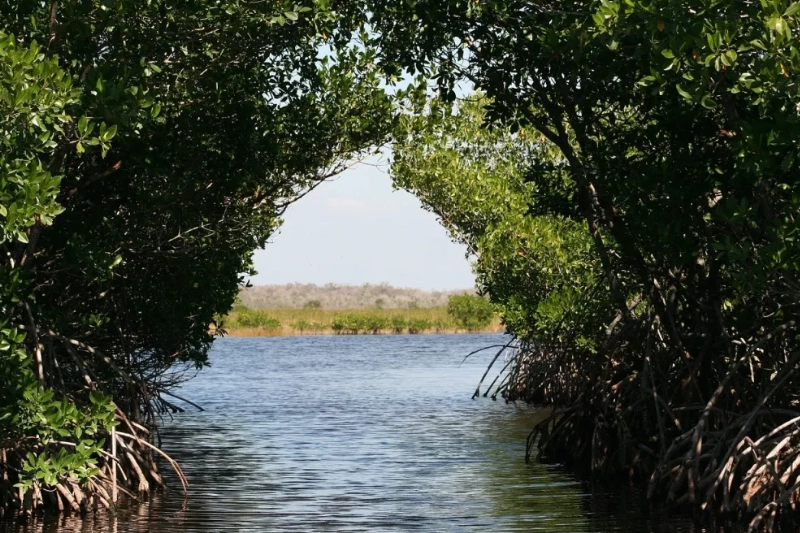 Everglades National Park Homestead, Florida