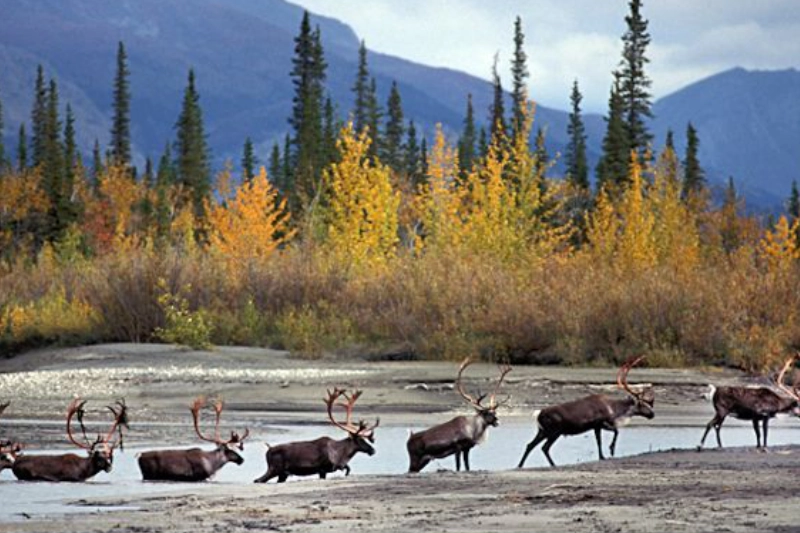 Gates Of The Arctic National Park & Preserve Bettles, Alaska