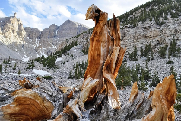 Ancient, gnarled bristlecone pine trees in their high-altitude grove