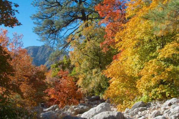 Vibrant fall foliage in McKittrick Canyon, a splash of color in the desert