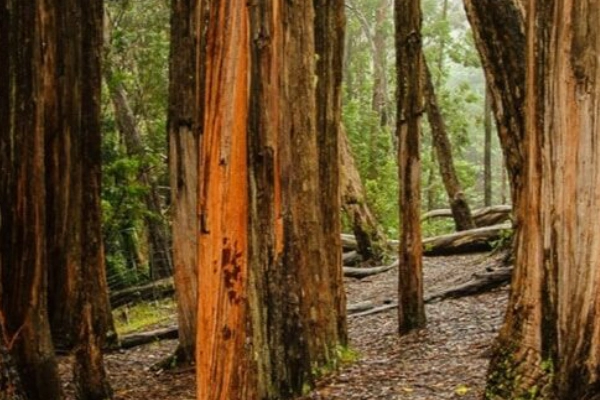 A quirky grove of non-native trees at Hosmer’s Grove