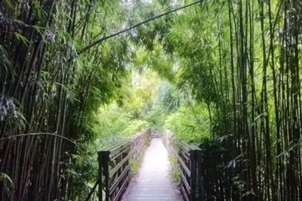 A lush bamboo forest in the Kīpahulu District of the park