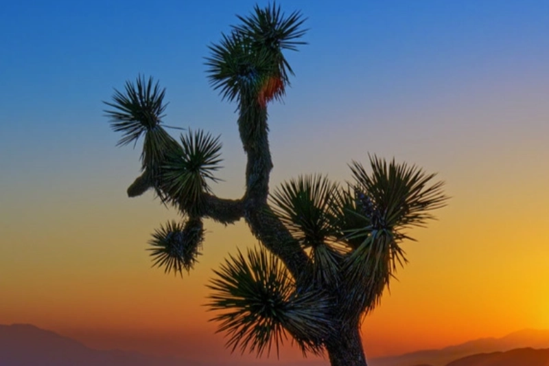 Joshua Tree National Park Twentynine Palms, California