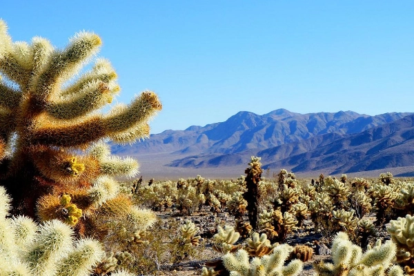 The Cholla Cactus Garden at sunrise with glowing cacti