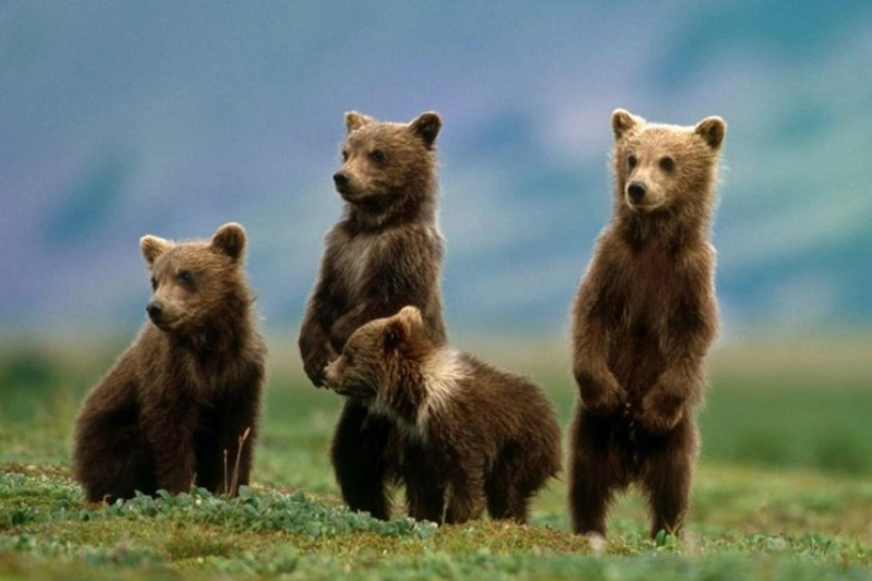 Katmai National Park Preserve King Salmon, Alaska